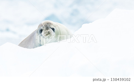 Close-up of a Weddell seal Close-up of a Weddell seal 138439102