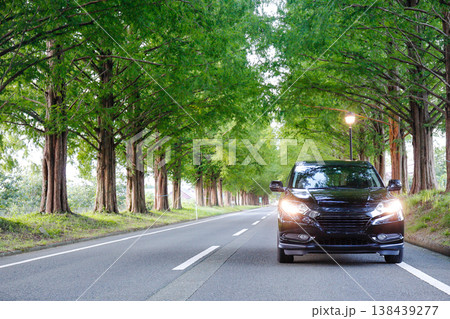 新緑のメタセコイヤ並木と黒のSUV 138439277