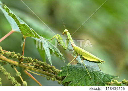 ハラビロカマキリ 138439296