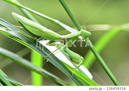 ハラビロカマキリ ハラビロカマキリ 138439316