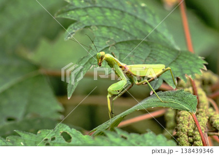 ハラビロカマキリ ハラビロカマキリ 138439346