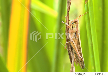 ツチイナゴ 138439512
