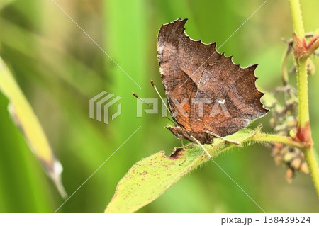 キタテハ 138439524