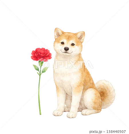 柴犬とカーネーション 水彩イラスト 母の日のかわいい感謝素材 ナチュラルでやさしい手描き風デザイン 138440507