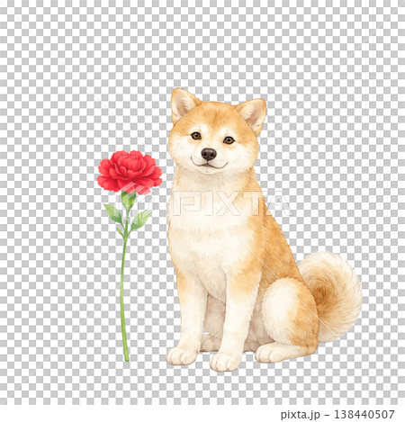 柴犬とカーネーション 水彩イラスト 母の日のかわいい感謝素材 ナチュラルでやさしい手描き風デザイン 138440507