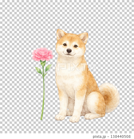 柴犬とカーネーション 水彩イラスト 母の日のかわいい贈り物素材 ナチュラルでやさしい手描き風デザイン 138440508