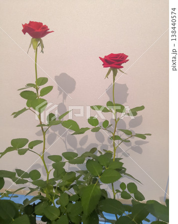 Miniature red roses with foliage and sharp shadows against a plain textured wall modern aesthetic Miniature red roses with foliage and sharp shadows against a plain textured wall modern aesthetic 138440574