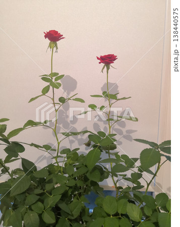 Miniature red roses with foliage and sharp shadows against a plain textured wall modern aesthetic 138440575
