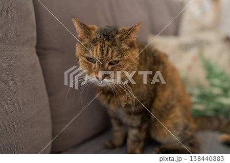 Closeup Photograph Portraying Reflective Feline With Warm Textured Fur And Gentle Ambiance Closeup Photograph Portraying Reflective Feline With Warm Textured Fur And Gentle Ambiance 138440883