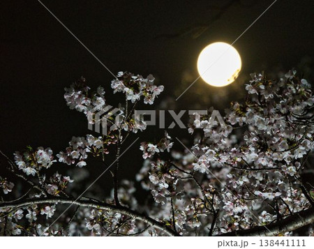 満月と満開の桜 138441111