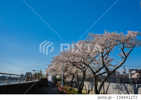 青空に映える満開の桜 138441272