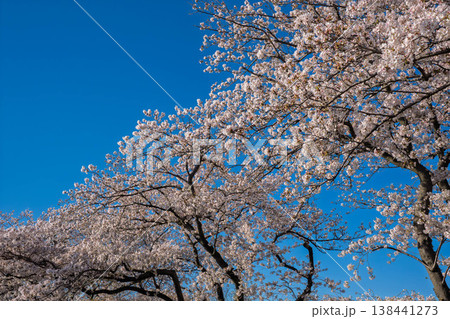 青空に映える満開の桜 青空に映える満開の桜 138441273