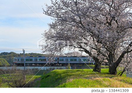 名鉄電車と桜 名鉄電車と桜 138441309