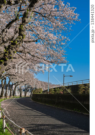 満開の桜のある風景 満開の桜のある風景 138441320