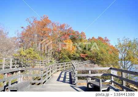 秋の公園　爽やか雑木の黄葉 138441380