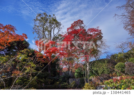 日本の秋の風景:青空に映える鮮やかな紅葉と日本庭園 日本の秋の風景:青空に映える鮮やかな紅葉と日本庭園 138441465