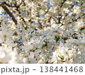 Blooming fruit tree branches 138441468