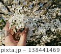 Hand holding white spring blossoms 138441469