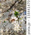 Bee collecting pollen on fruit tree 138441470