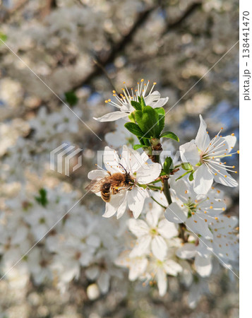 Bee collecting pollen on fruit tree 138441470