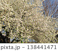 Large fruit tree covered with white spring blossoms 138441471