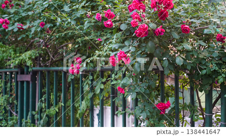 Fence with rose vines Fence with rose vines 138441647