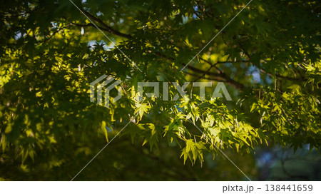 Sunlight shining through maple trees Sunlight shining through maple trees 138441659
