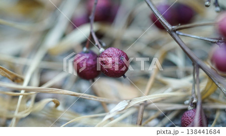 fruits of Zanthoxylum piperitum 138441684