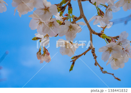青空に映える桜 138441832