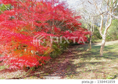 秋の公園　鮮やか紅葉　カエデの葉 138441859