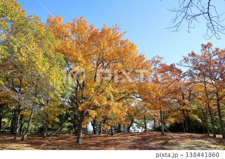 秋の公園　鮮やか黄葉　アベマキの木 138441860