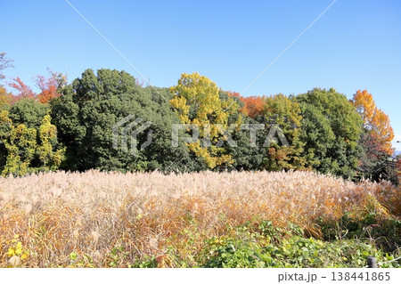 秋の公園　爽やか　ヨシの原 138441865