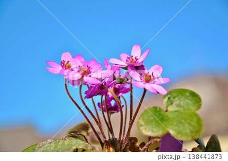 早春青空に映える雪割草の花 早春青空に映える雪割草の花 138441873