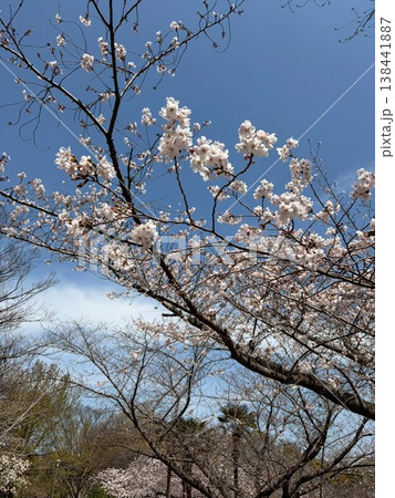 北九州市・小倉城のふもとに広がる満開の桜 北九州市・小倉城のふもとに広がる満開の桜 138441887