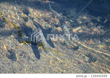 ヤマメ(北海道・鶴居村) ヤマメ(北海道・鶴居村) 138442089