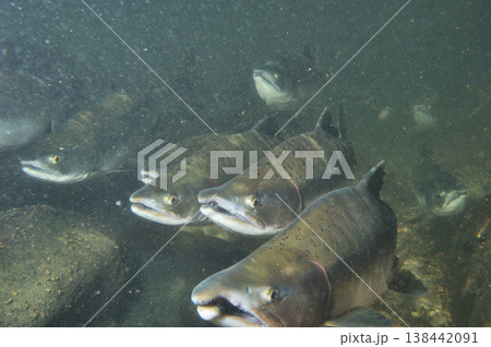 カラフトマスの雌（北海道・知床） 138442091