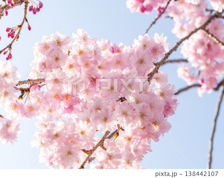 満開に咲いた桜 満開に咲いた桜 138442107