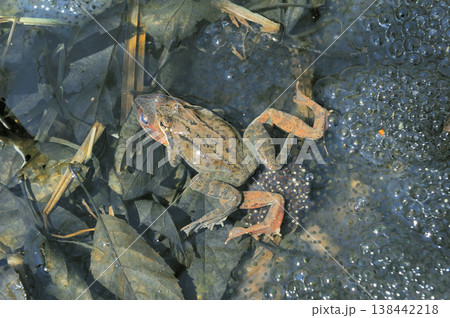 産卵するエゾアカガエルのペア(北海道・鶴居村) 産卵するエゾアカガエルのペア(北海道・鶴居村) 138442218