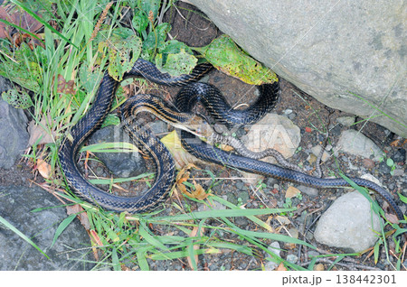 アオダイショウの幼蛇を捕食するシマヘビ（北海道・知床） 138442301