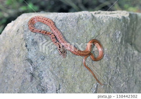 シマヘビの幼蛇（北海道・知床） 138442302
