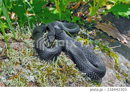 黒化型のシマヘビ(北海道・知床) 黒化型のシマヘビ(北海道・知床) 138442303