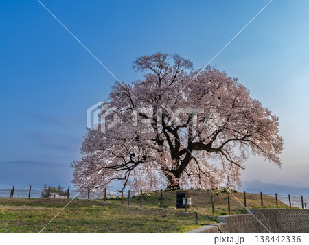 青空に映える満開のわに塚の桜 138442336