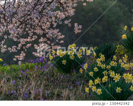 夕日に照らされた桜 138442342