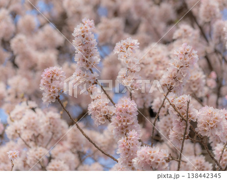 満開になった桜 満開になった桜 138442345