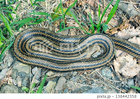とぐろを巻くシマヘビ（北海道・知床） 138442358