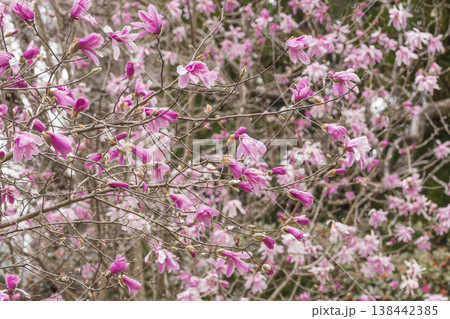 春の花 シデコブシ 春の花 シデコブシ 138442385