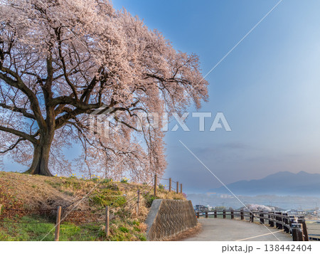 わに塚の一本桜 わに塚の一本桜 138442404