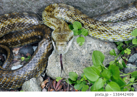 頭部を膨らませたアオダイショウ(北海道・知床) 頭部を膨らませたアオダイショウ(北海道・知床) 138442409