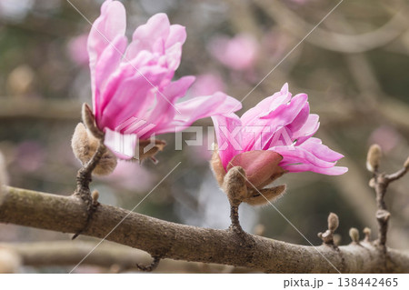 春の花 シデコブシ 春の花 シデコブシ 138442465