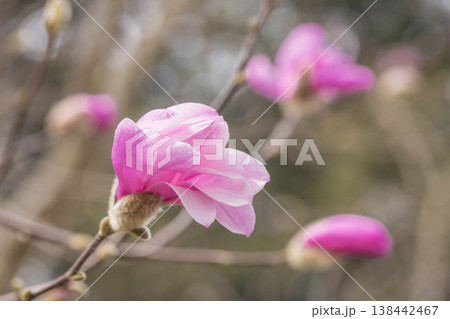 春の花 シデコブシ 春の花 シデコブシ 138442467